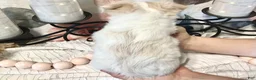 Chihuahua dogs for sale: Luna - Ad 7