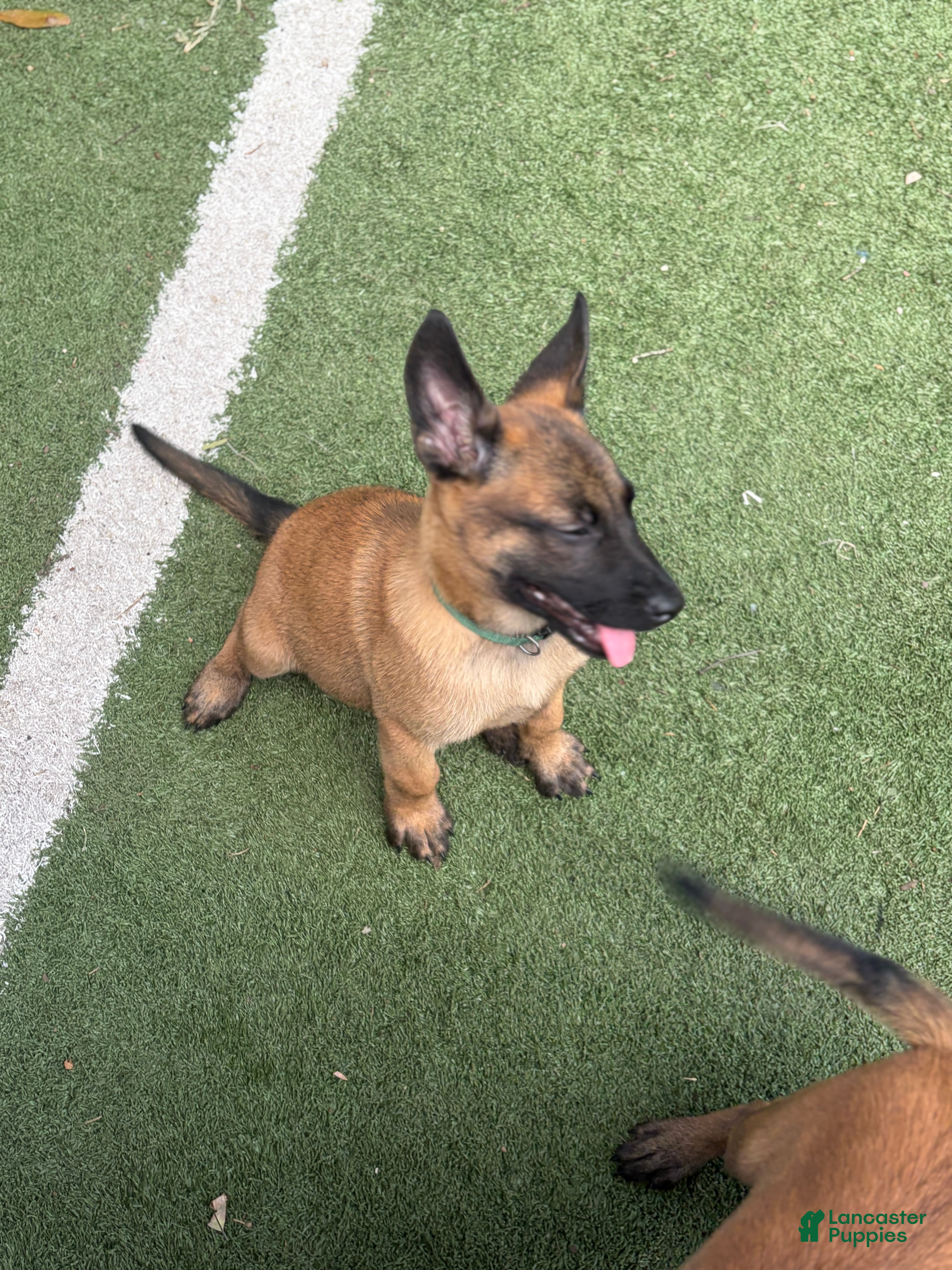 Belgian Malinois dogs Puppy 2 - Ad 5