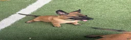 Belgian Malinois dogs for sale: Puppy 2 - Ad 1