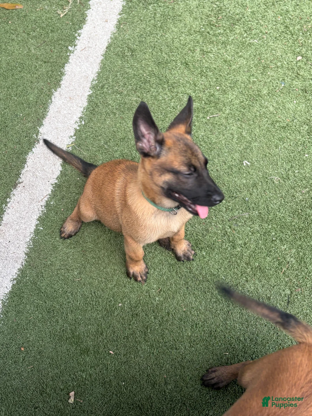 Belgian Malinois dogs for sale: Puppy 2 - Ad 1