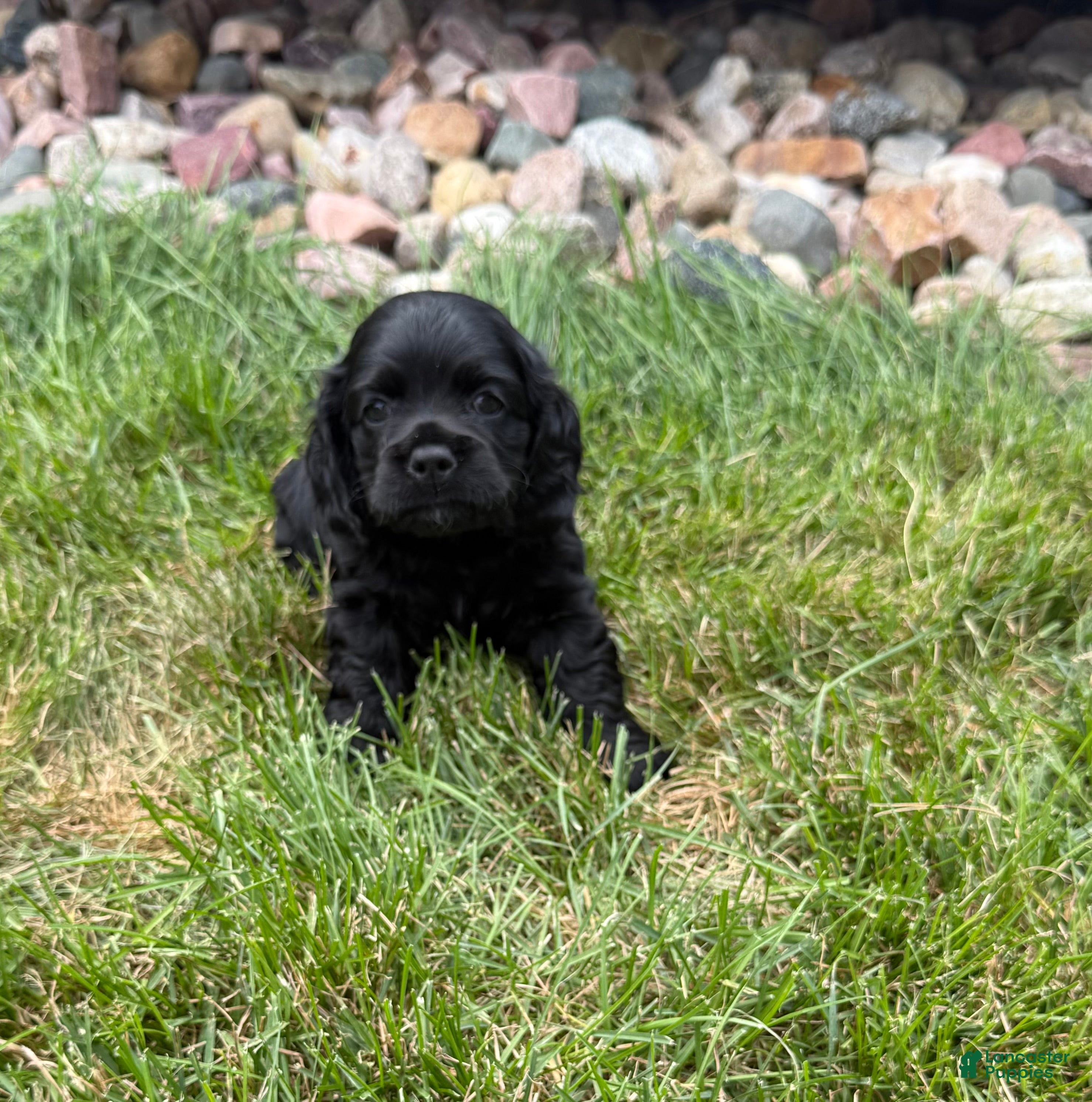 Cocker Spaniel dogs Cocker Spaniel 1- All Black  - Ad 1