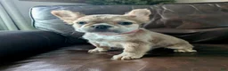 French Bulldog dogs for sale: Nebula - Ad 5