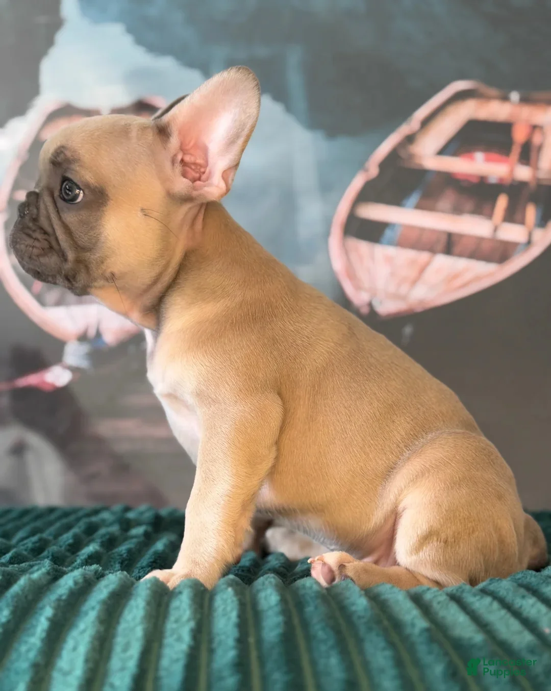 French Bulldog dogs for sale: Luna - Ad 2