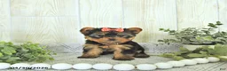 Yorkshire Terrier dogs for sale: Mia  - Ad 3