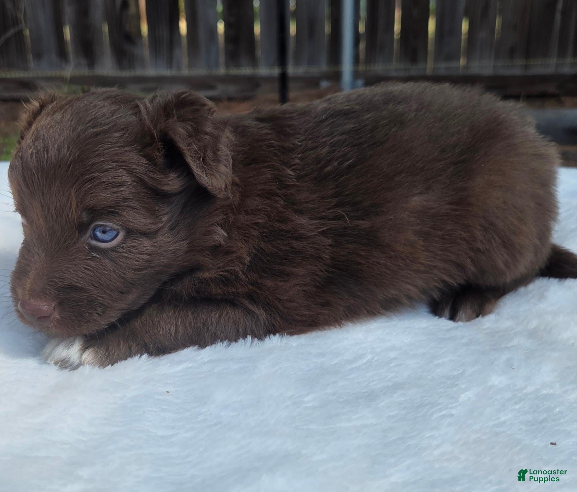 Australian Shepherd dogs Seth - Ad 2