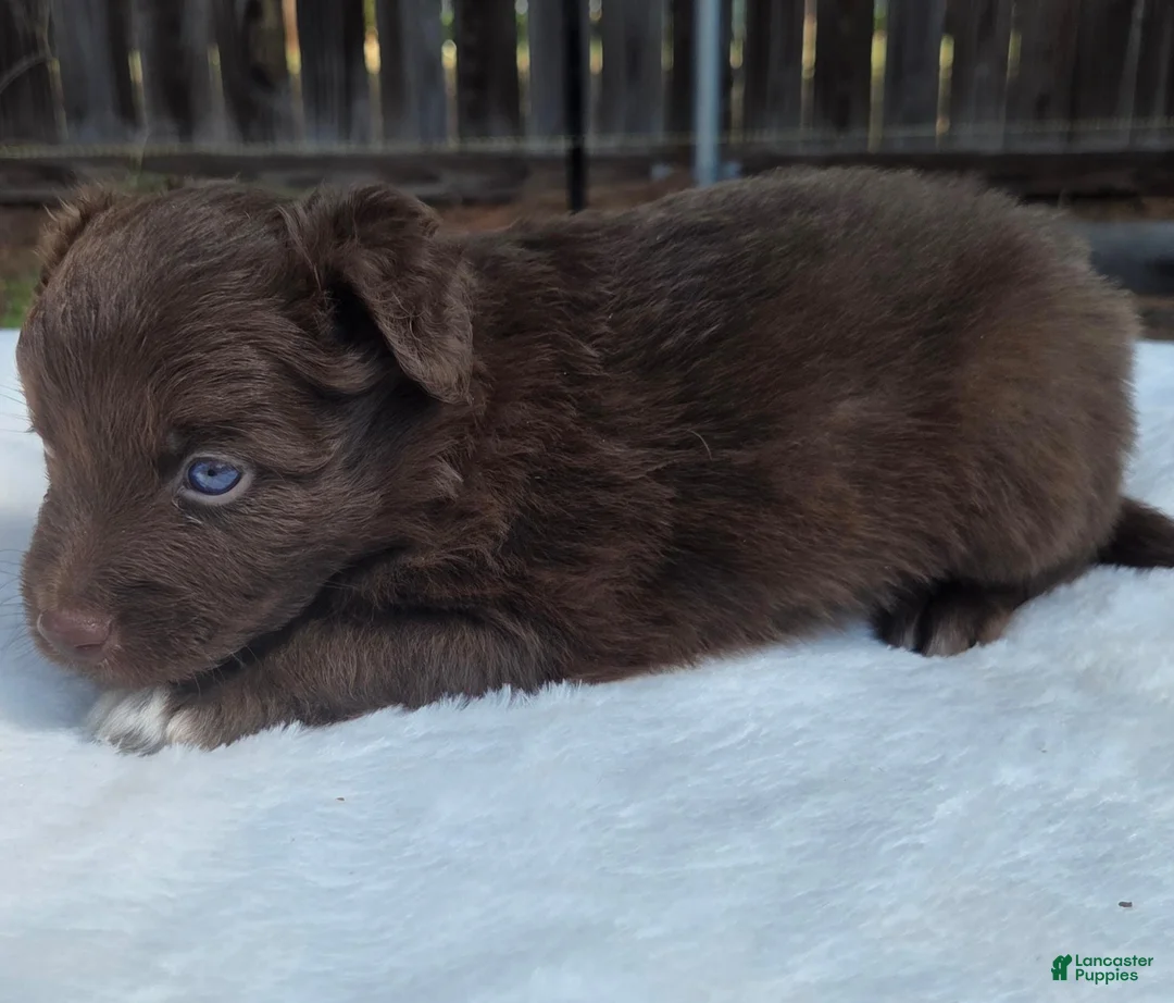 Australian Shepherd dogs for sale: Seth - Ad 2