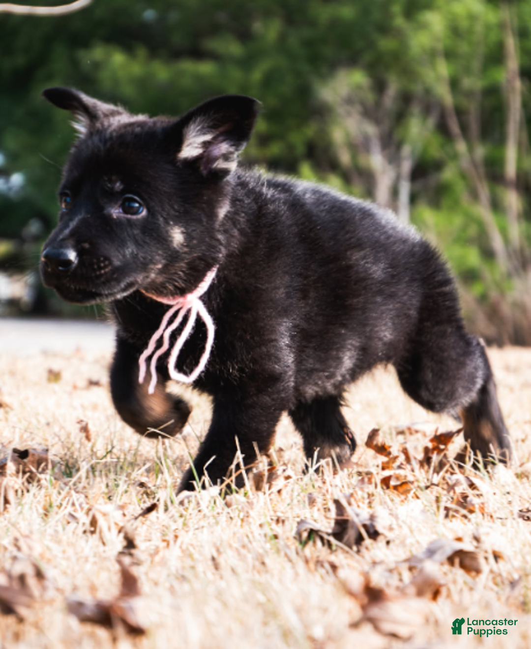 German Shepherd dogs for sale: Herbie - Ad 1