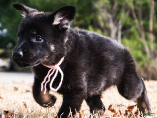 German Shepherd dogs Herbie - Ad 5