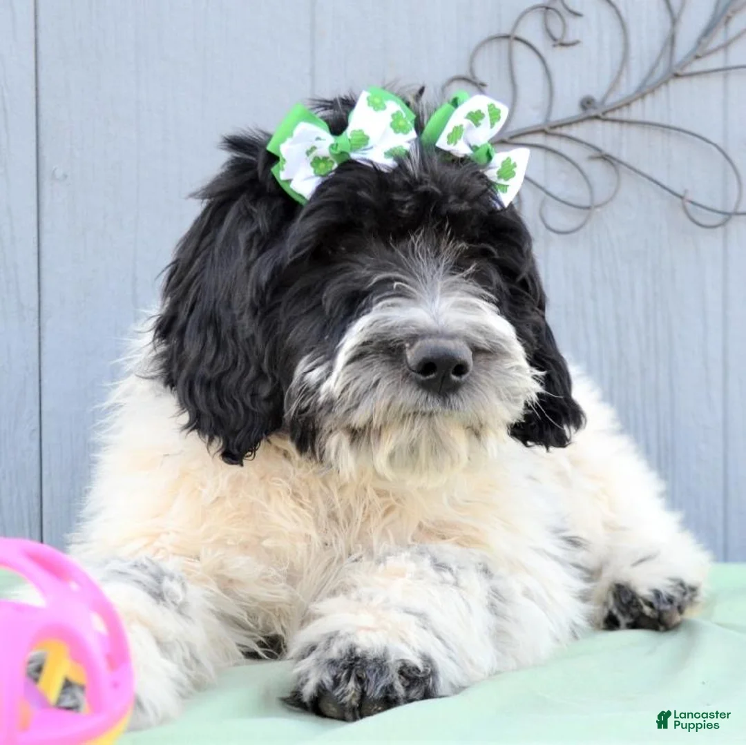 Mixed Breed dogs for sale: Designer Doodle - Ad 6
