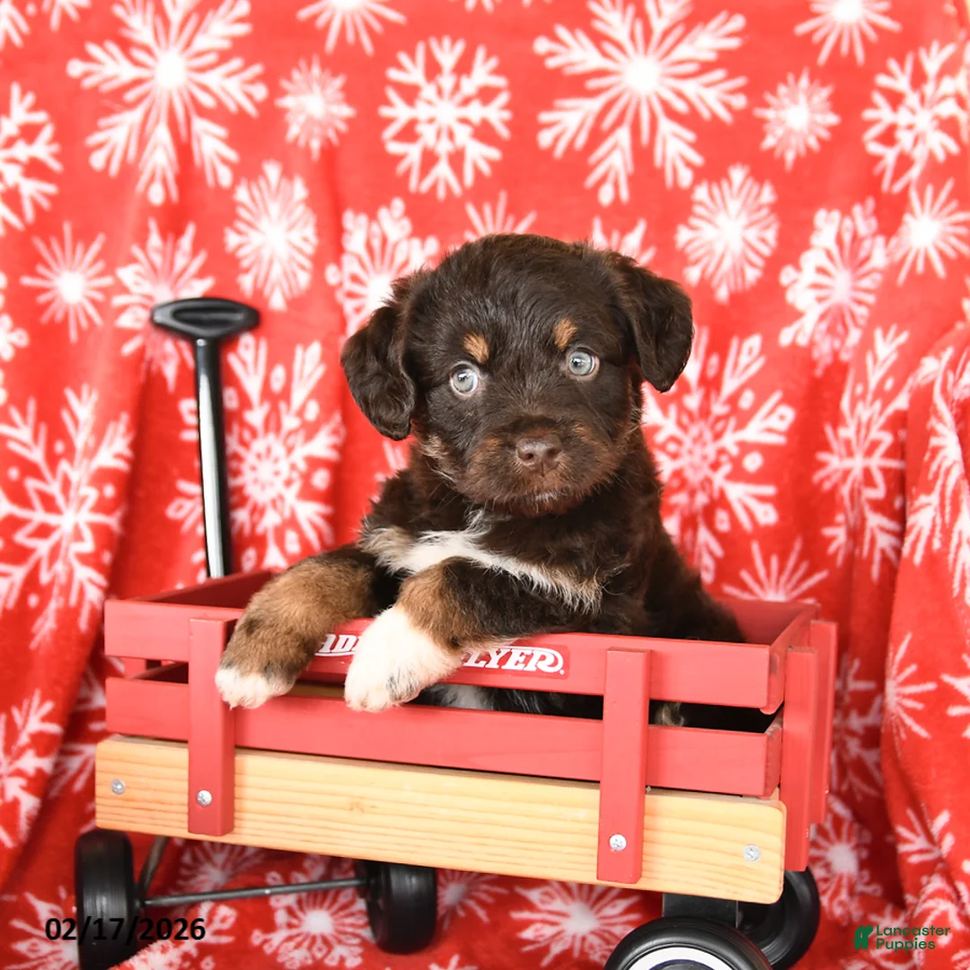 Mixed Breed dogs for sale: Tracy - Ad 3