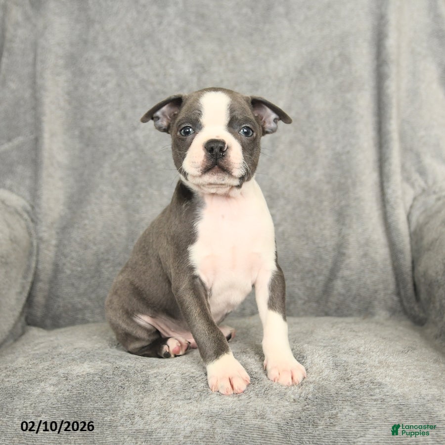 Boston Terrier dogs Blake - Ad 25