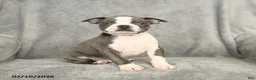 Boston Terrier dogs for sale: Blake - Ad 1