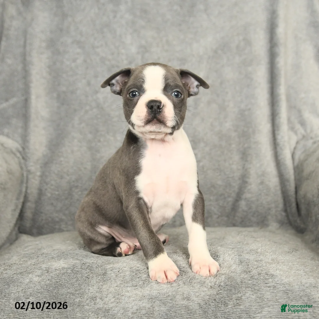 Boston Terrier dogs for sale: Blake - Ad 1
