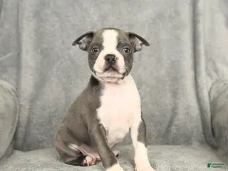 Boston Terrier dogs Blake - Ad 25