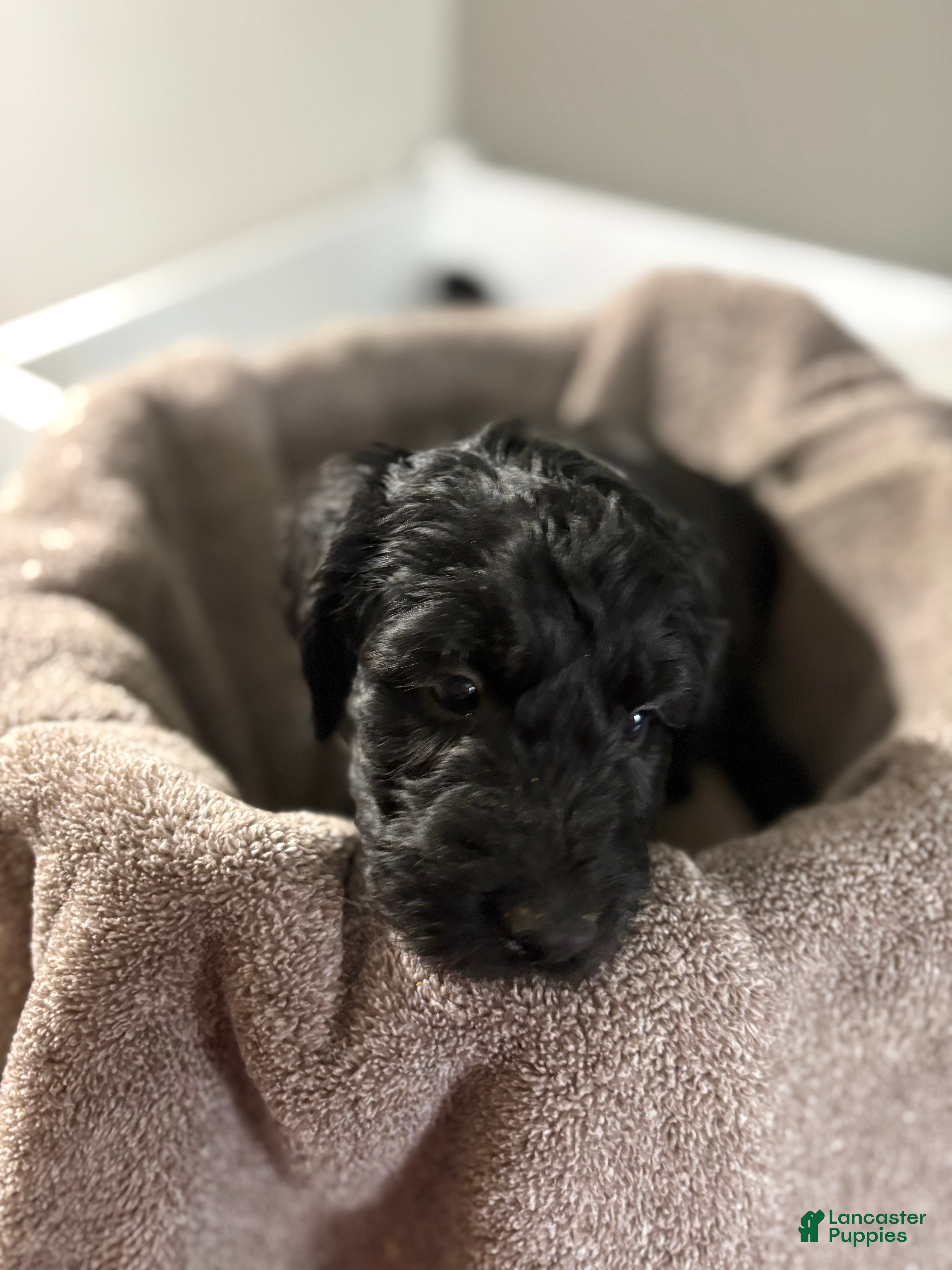 Goldendoodle dogs Goldendoodle Puppy 5 - Ad 8