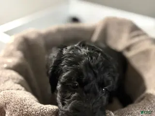 Goldendoodle dogs Goldendoodle Puppy 5 - Ad 8