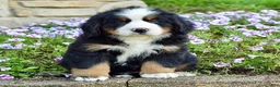 Bernese Mountain Dog dogs for sale: Mr. Benjie - Ad 3