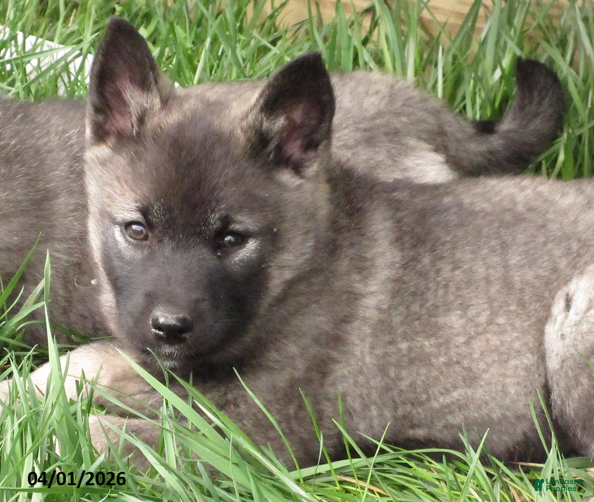 Norwegian Elkhound dogs Violet - Ad 2