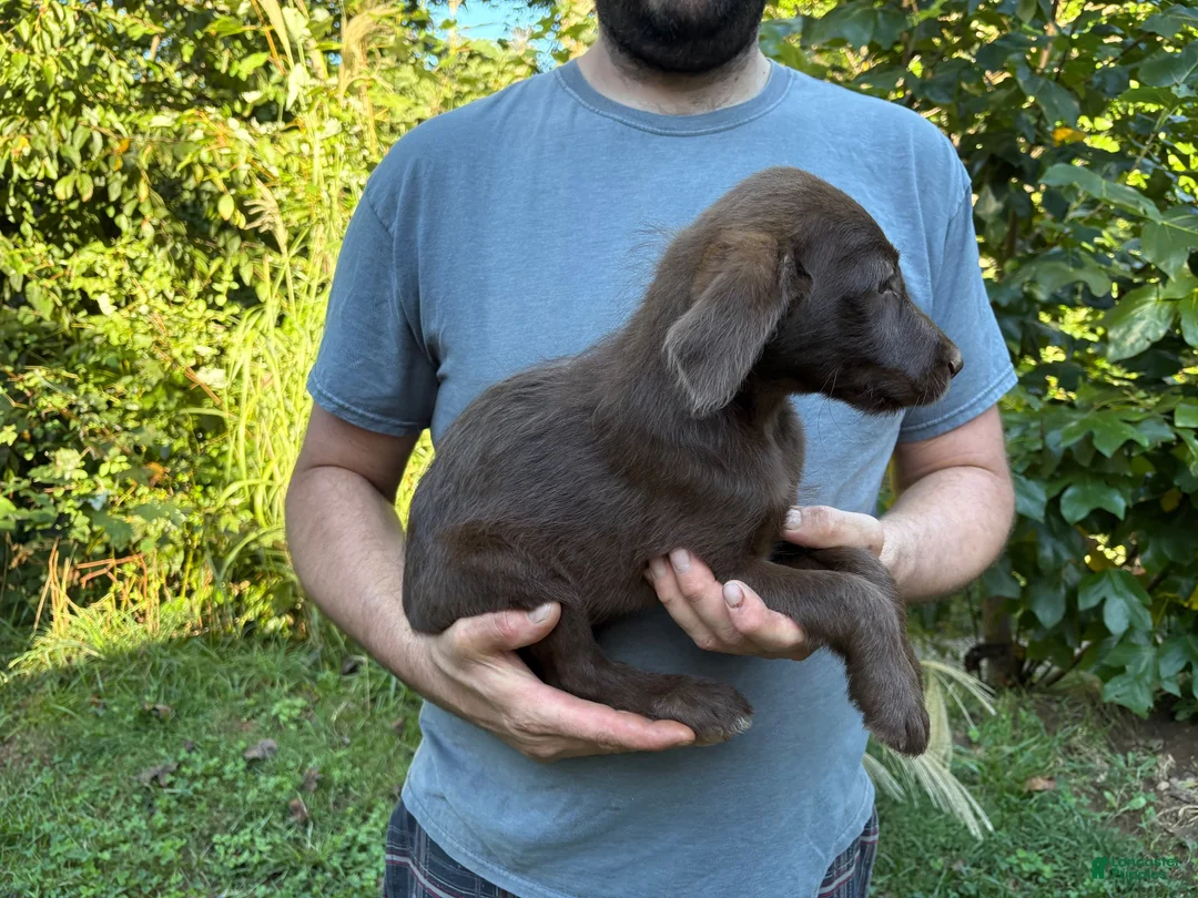 Labradoodle dogs for sale: Labradoodle 2 - Ad 2