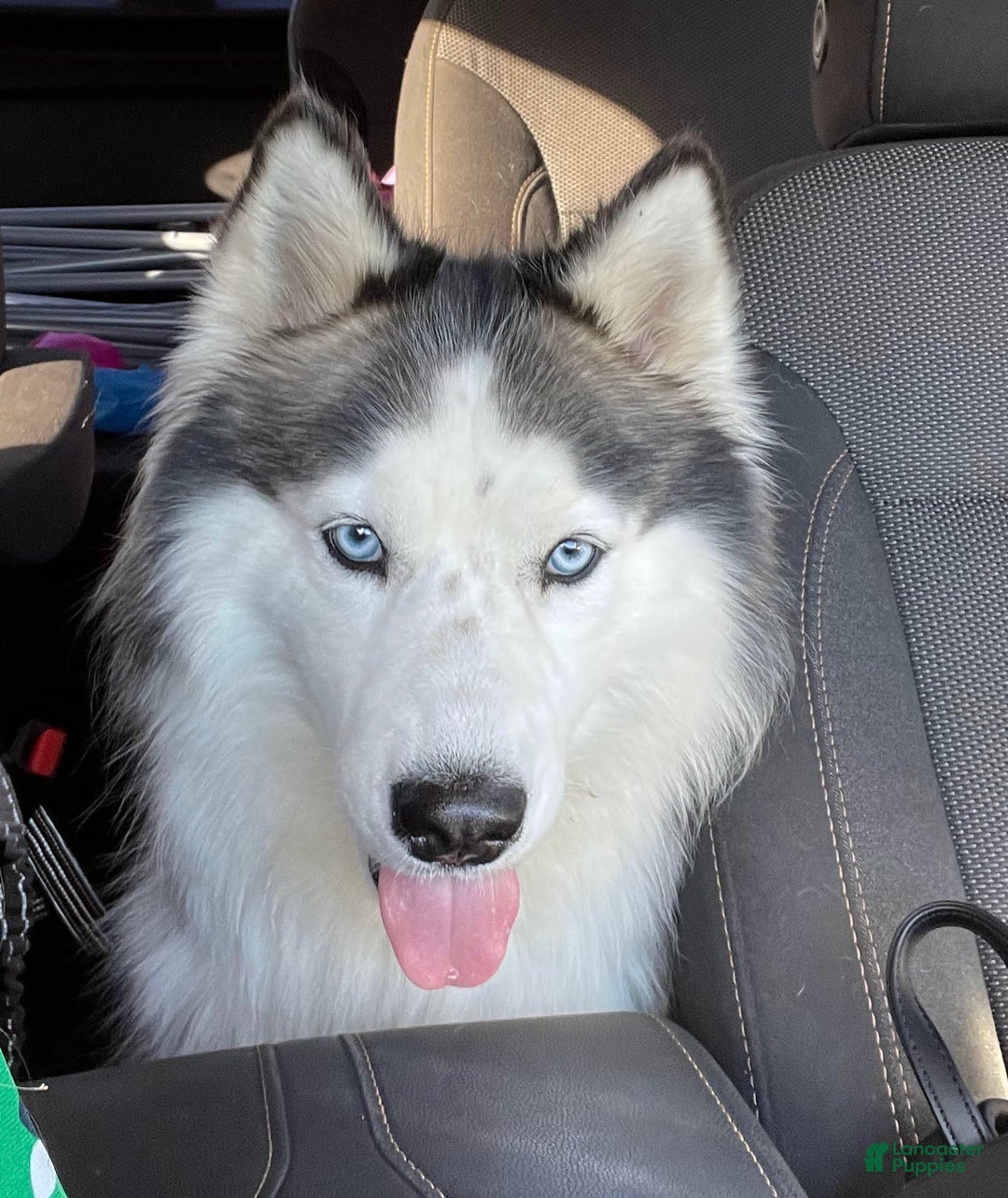 Siberian Husky dogs for sale: Izzy - Ad 4