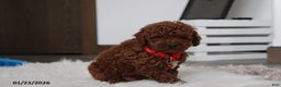 Toy Poodle dogs for sale: Abaro - Ad 11