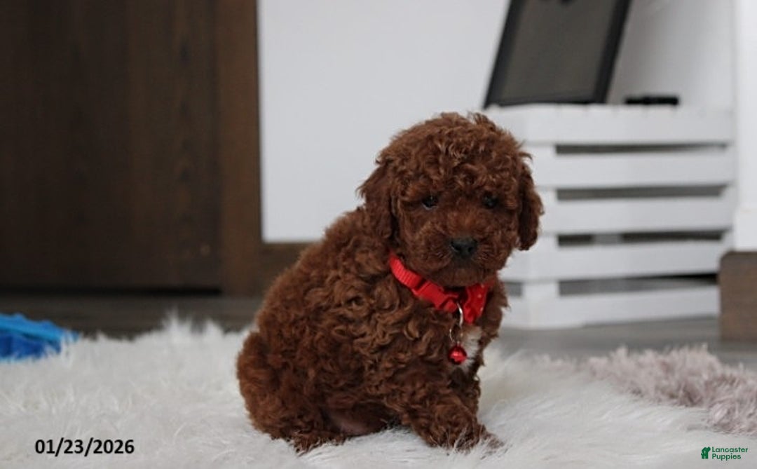 Toy Poodle dogs for sale: Abaro - Ad 11
