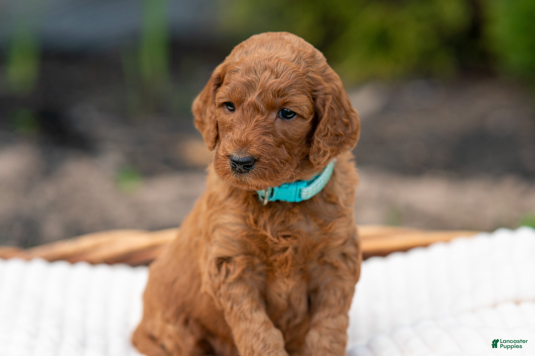 Irish Doodle dogs Aqua Collar - “Heidi” - Ad 1