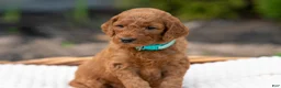 Irish Doodle dogs for sale: Aqua Collar - “Heidi” - Ad 1