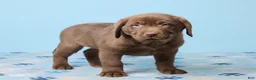 Labrador Retriever dogs for sale: Rocky - Ad 4