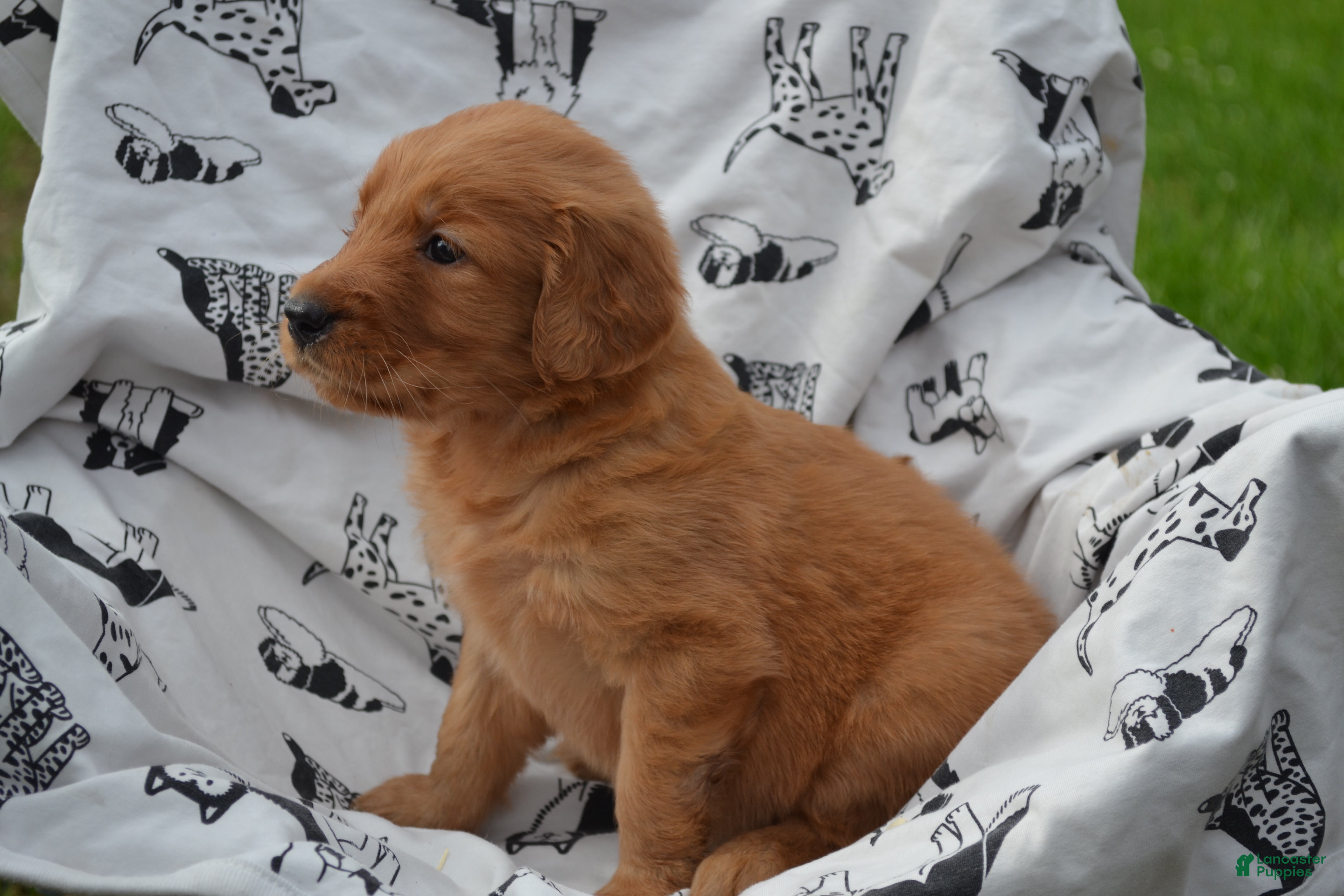 Golden Retriever dogs Gabby - Ad 28