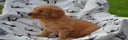 Golden Retriever dogs for sale: Gabby - Ad 1