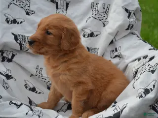 Golden Retriever dogs Gabby - Ad 28