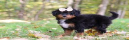 Mini Bernedoodle dogs for sale: Dolly - Ad 4