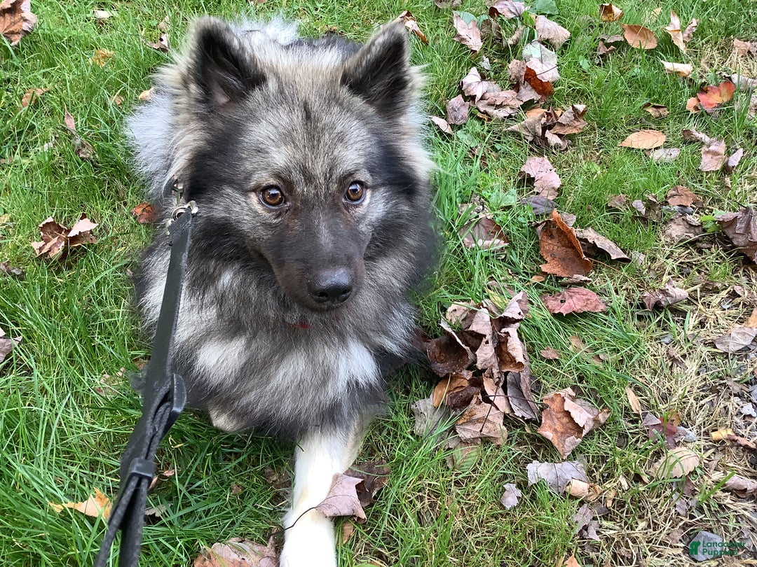 Keeshond dogs for sale: Keeshond Puppy 1 - Ad 2