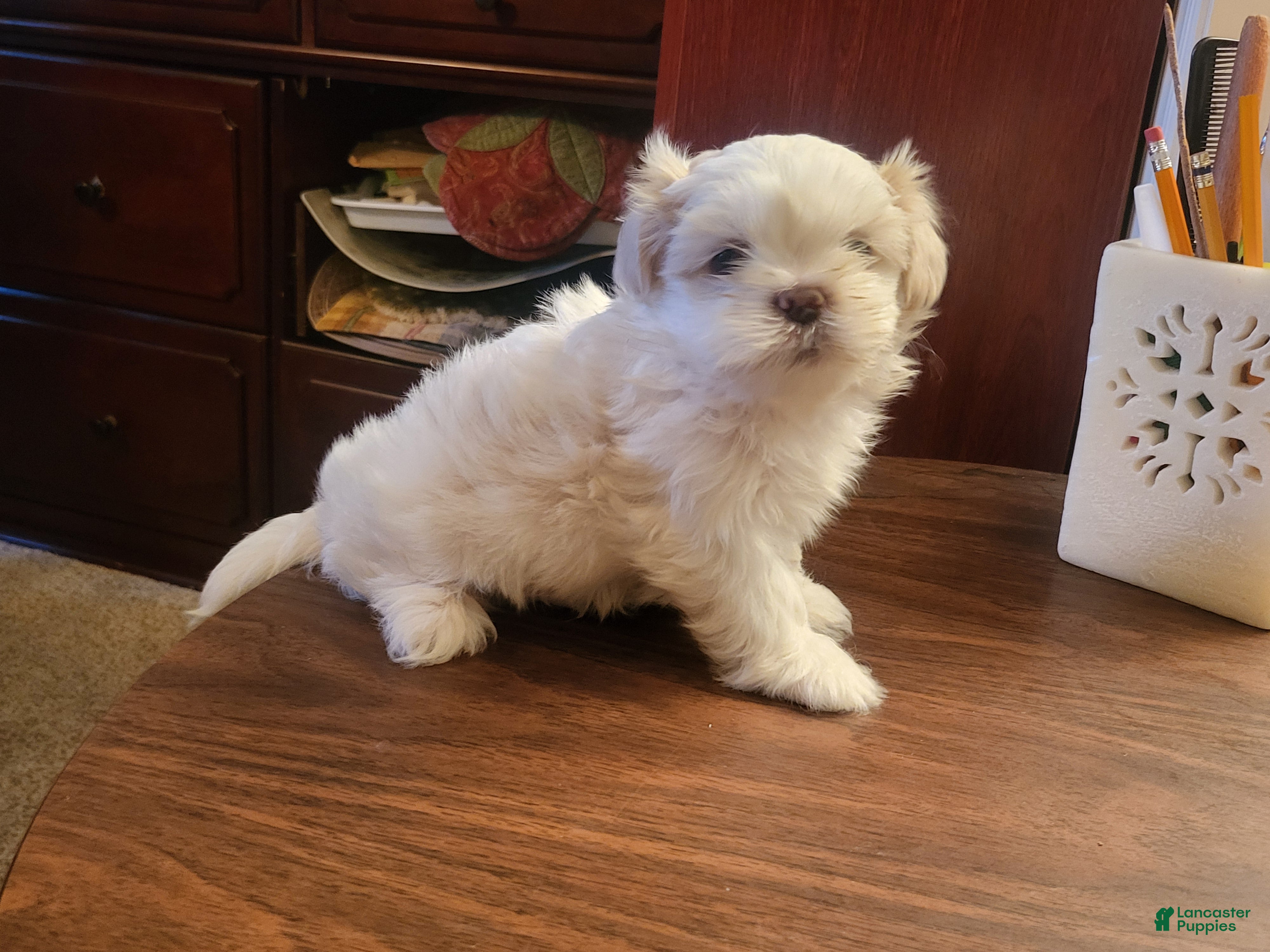 Bichon Frise dogs Bichon Frise 1 - Ad 9