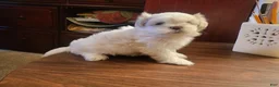 Bichon Frise dogs for sale: Bichon Frise 1 - Ad 1
