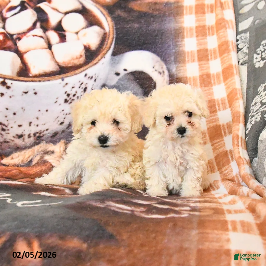 Toy Poodle dogs for sale: Annie - Ad 5