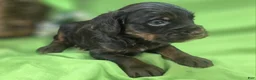 Cockapoo dogs for sale: Meeko - Ad 22