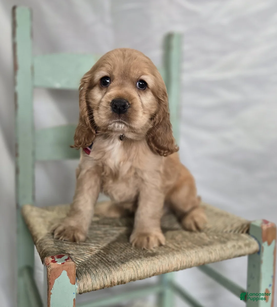 Cocker Spaniel dogs for sale: Lyle - Ad 4