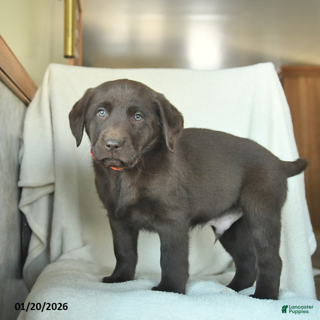 Labrador Retriever dogs for sale: Jake  - Ad 5