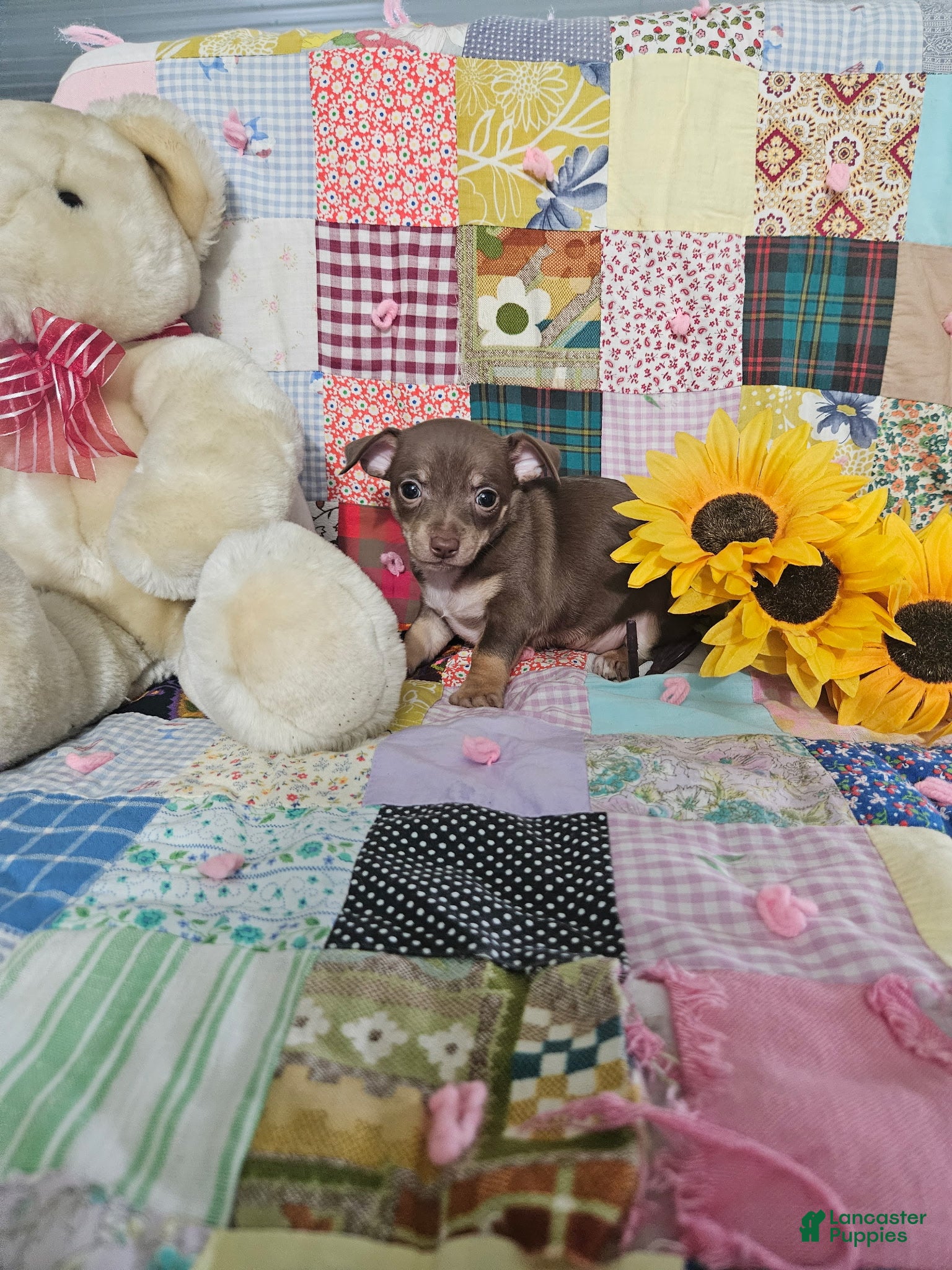 Chihuahua dogs Mini charo - Ad 1