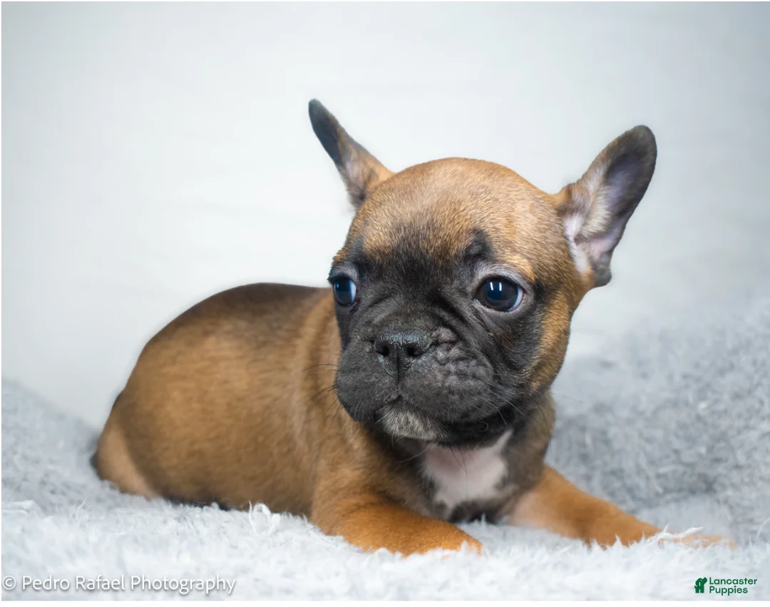 French Bulldog dogs for sale: French Bulldog Puppy 5 - Ad 1