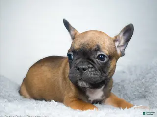 French Bulldog dogs for sale: French Bulldog Puppy 5 - Ad 3