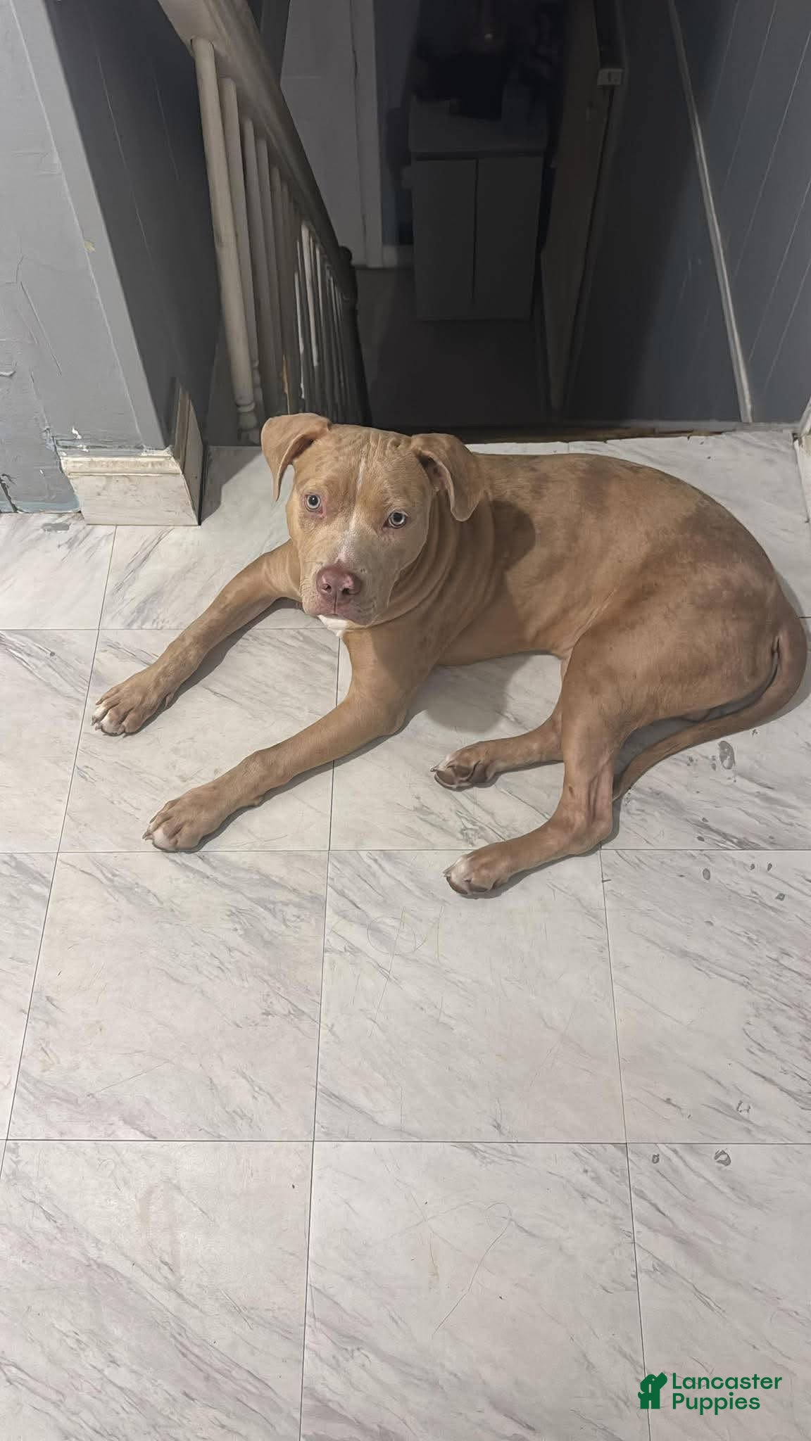 American Pit Bull Terrier dogs My sweet boy  - Ad 12
