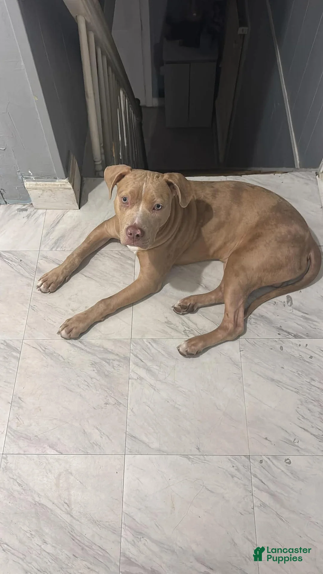 American Pit Bull Terrier dogs for sale: My sweet boy  - Ad 1