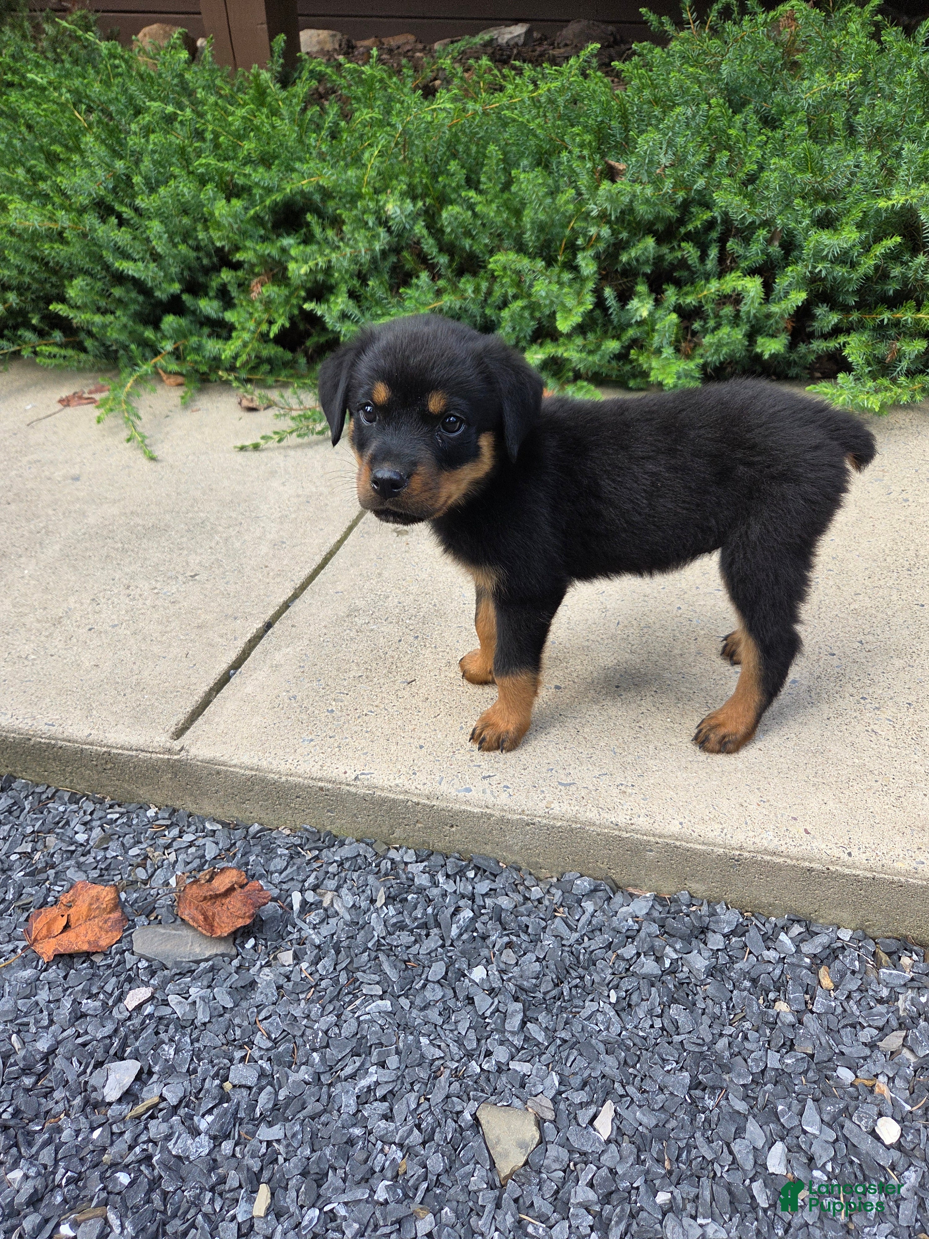 Rottweiler dogs Parker - Ad 1