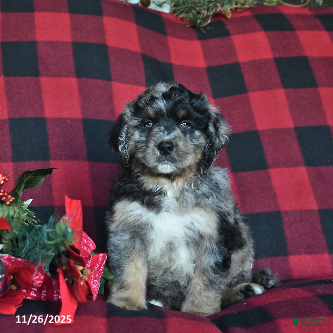 Mini Bernedoodle dogs for sale: Elf  - Ad 1