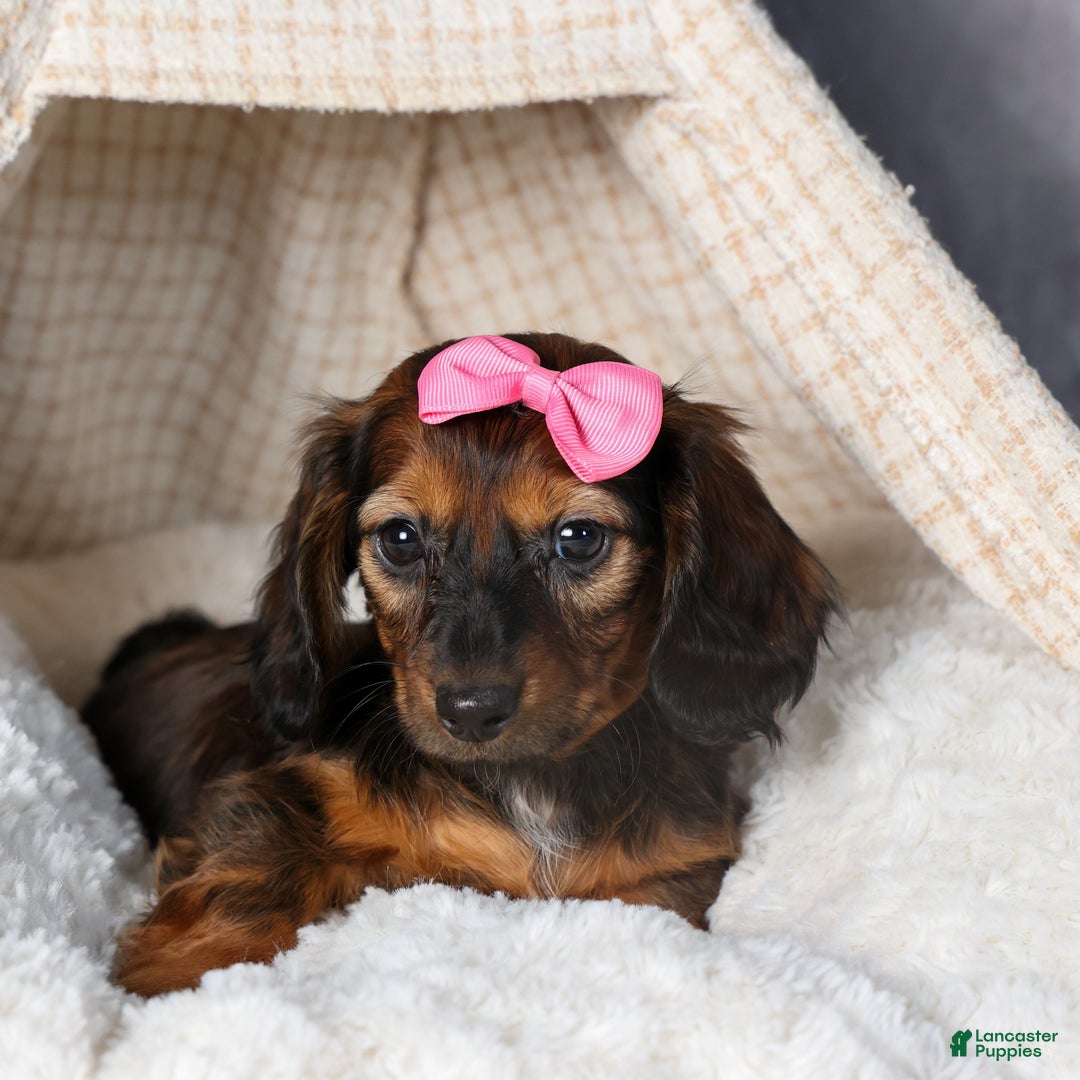 Miniature Dachshund dogs for sale: Fiona - Ad 18