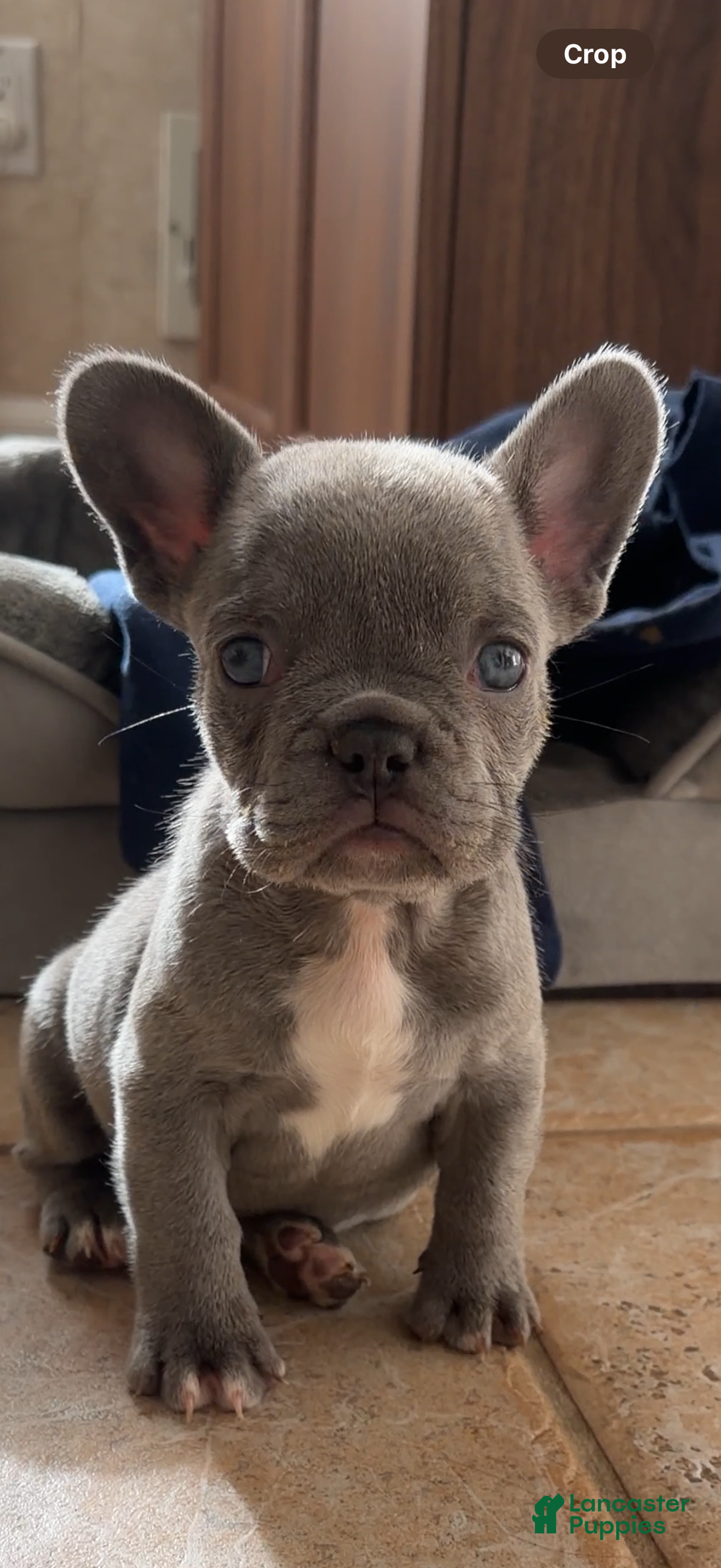 French Bulldog dogs for sale: Lulu - Ad 1