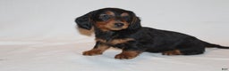 Miniature Dachshund dogs for sale: Dasher - Ad 1